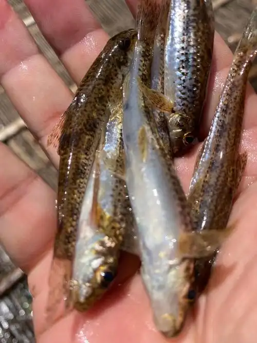 沙碌鱼 农村沙沟鱼沙禄仔山坑鱼干仔去肚子内脏新鲜山村野外小鱼