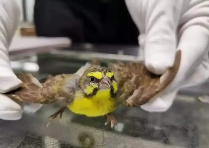 金青鸟挑选 怎样选金青鸟