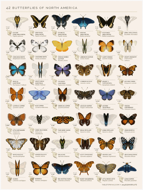42只北美蝴蝶的动态图表