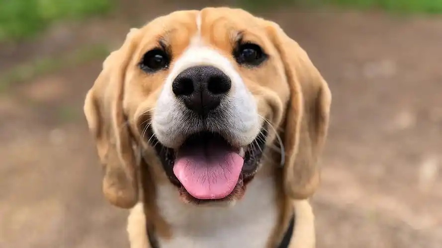 狗狗|摄影|宠物摄影|景致唯美 - 原创作品 - 站酷 (zcool)