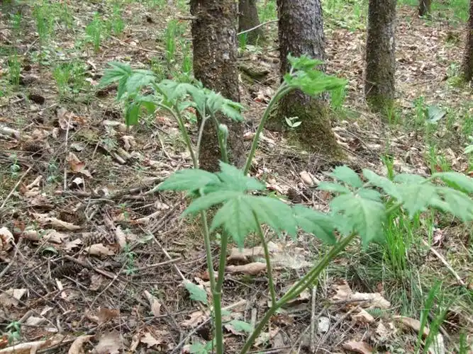 也叫"苦力芽",它的别名每一个地方都有不同的叫法,我们这里采摘山野菜