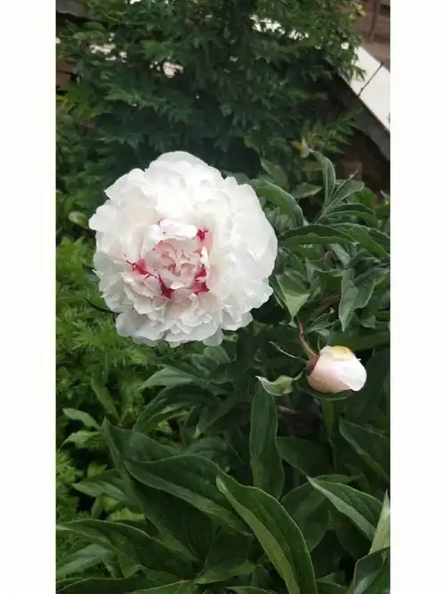 重瓣芍药三点红花苞大一扎810枝