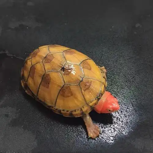 cmcm乌龟红面蛋龟苗红脸蛋龟观赏龟深水乌龟泥水龟乌龟观赏龟宠 进口