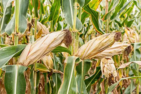 成熟,玉米,农田,收获,农村,农业,粮食