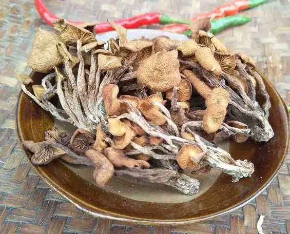 新鲜茶树菇和干茶树菇发霉了还能吃吗?有什么害处?