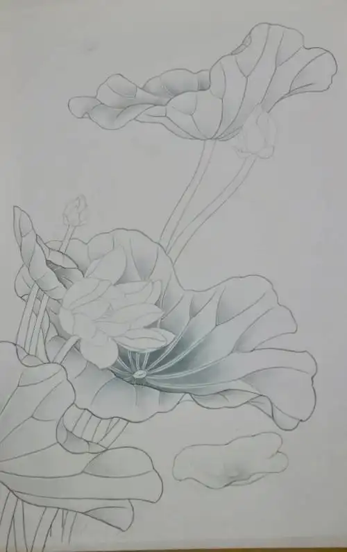 荷花(20180910～)—刘喆老师教授