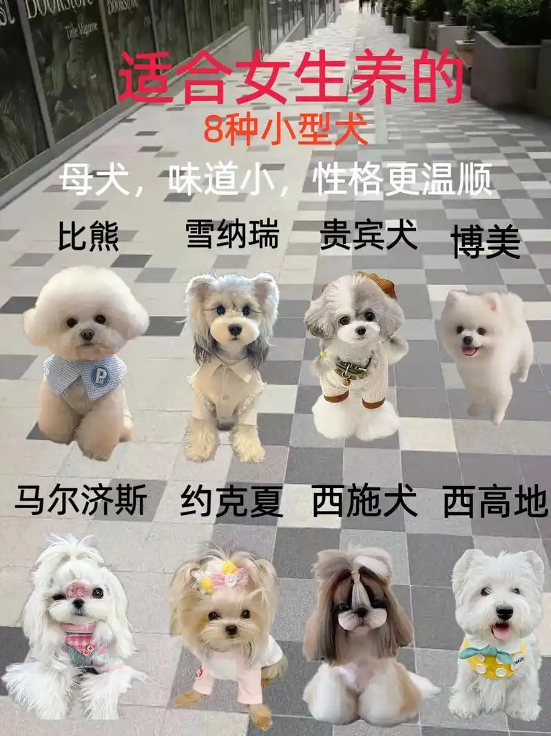 合适女生养的8种小型犬.合适女生养的8种小型犬#新手养狗 # - 抖音