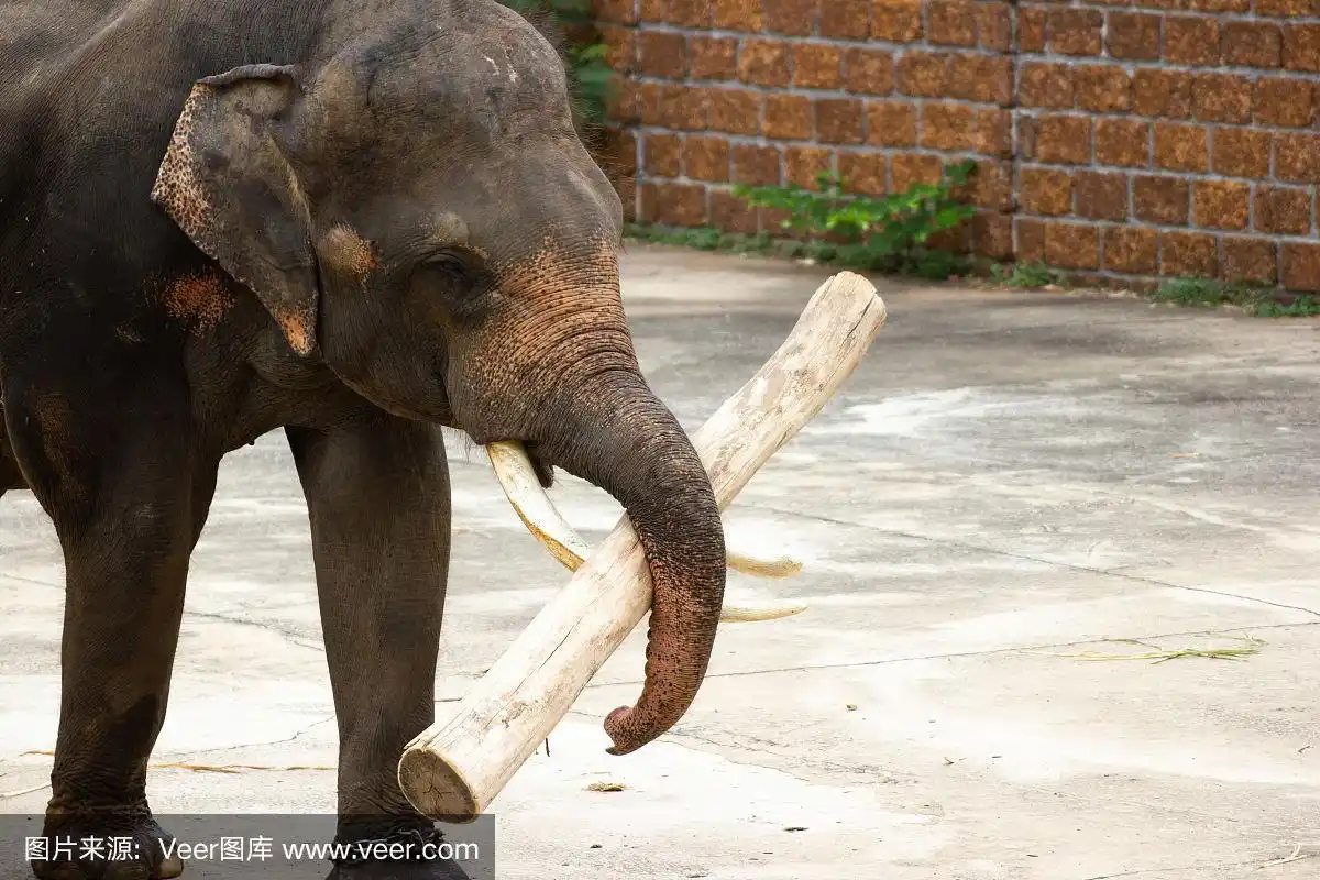 泰国大象举起大木材更大的圆木
