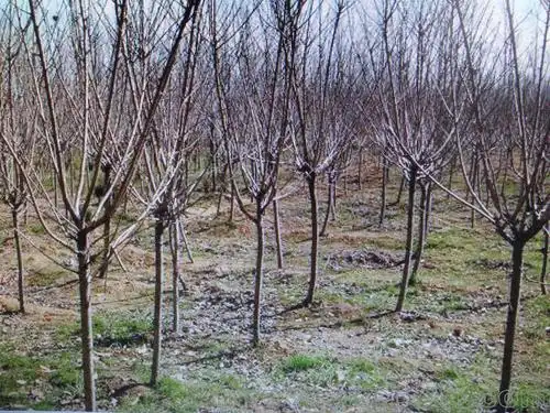 樱花树苗价格(樱花树苗价格行情)