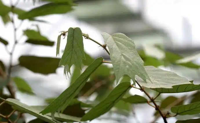 景东翅子树美图