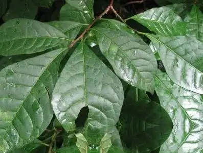 臭山羊的功效与作用