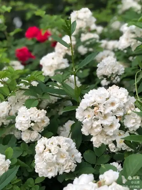 此种白色重瓣蔷薇名:白蔷薇,也有文称其为白玉堂