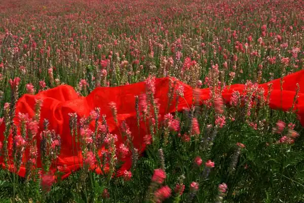 > 正文 gaohong762016-06-11 11:39 1楼 东天山的初夏,一片红豆花海