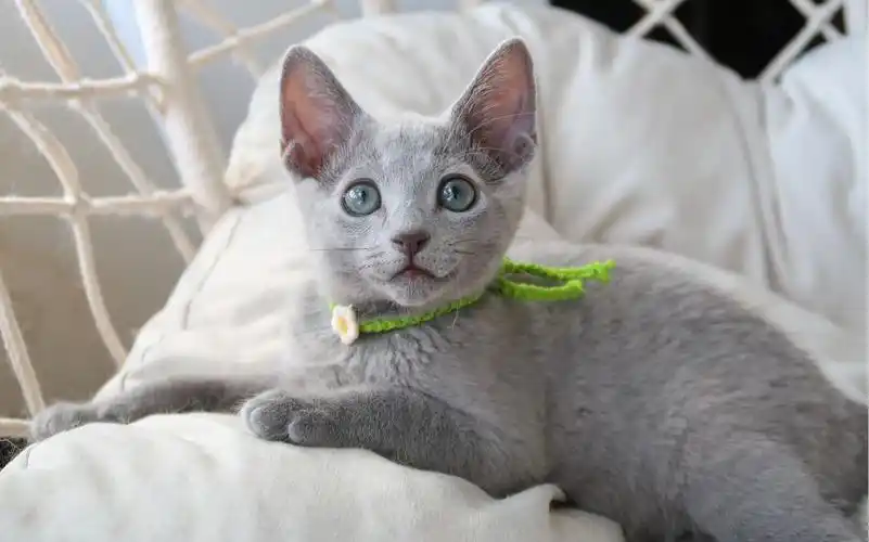 俄罗斯蓝猫弟弟今天好乖啊