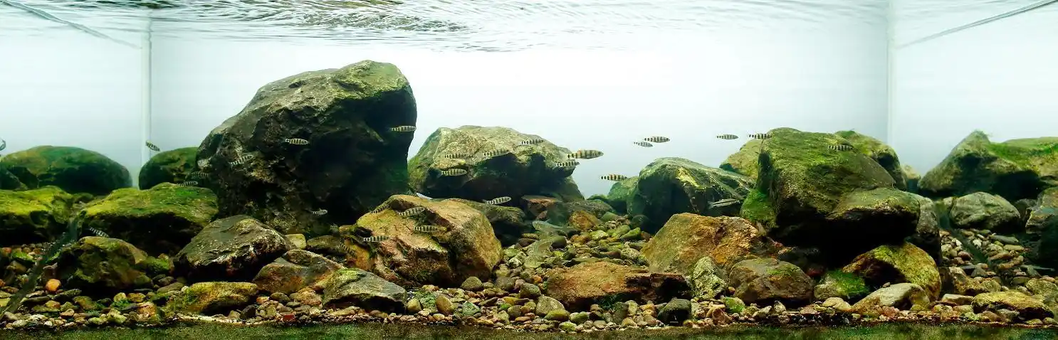 2015美国aga水草造景大赛原生鱼缸组作品芝林原生获得优秀奖