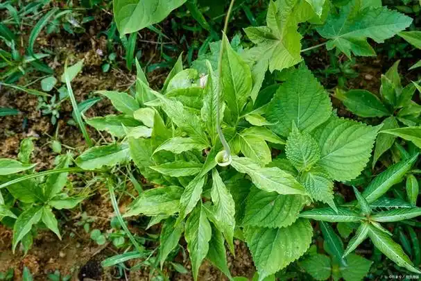败酱草为败酱科植物黄花败酱和白花败酱的带根全草