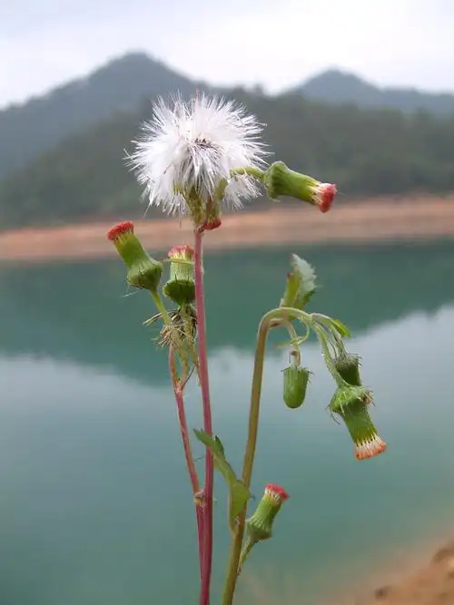 野塘蒿野茼蒿野地黄菊