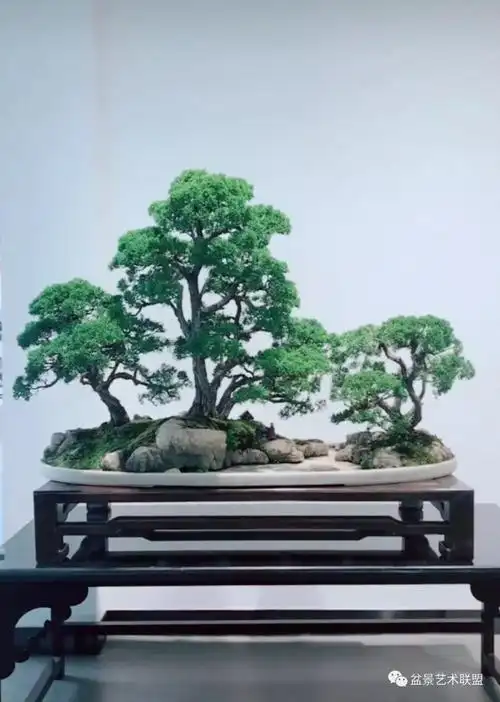 组合丛林式盆景的9个步骤