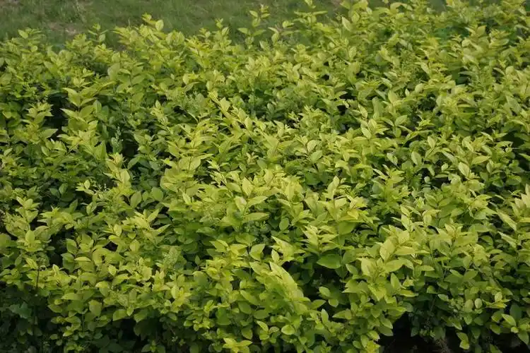 科学网—金边七里香 卫矛科 - 花卉照片1