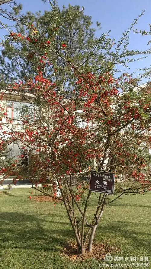 红红火火的火棘树