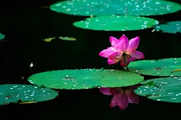 "出淤泥而不染",那些唯美的莲花诗词,为夏日增添一丝荷叶莲香