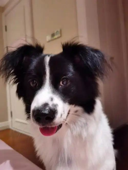 论中华田园犬的颜值变化史16月