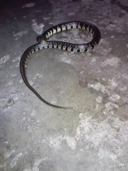 这是什么水蛇?有毒吗?