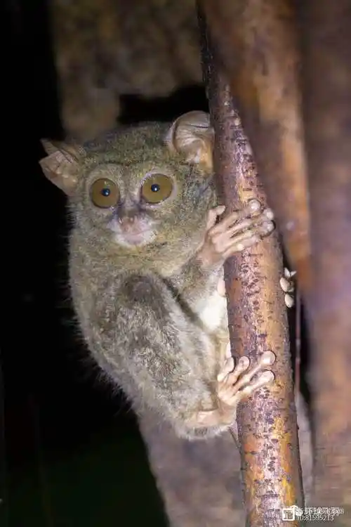 绿背翡翠 特有苏拉威西八色鸫 特有目标鸟:更多的内容大家可在网上再