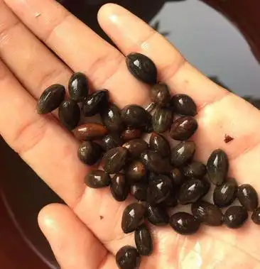 肉桂种子玉桂种子富贵树桂皮种子平南肉桂