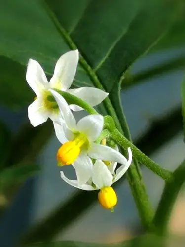 我的花模——龙葵