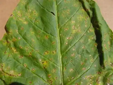 烟草野火病打什么农药,农民辛苦种植烟叶