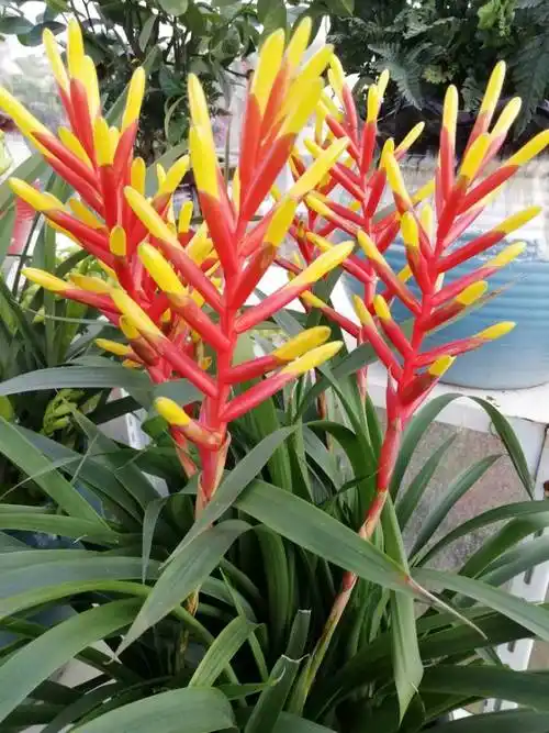 品种:凤梨喜炮. 凤梨科水塔花属,形态变化多端.