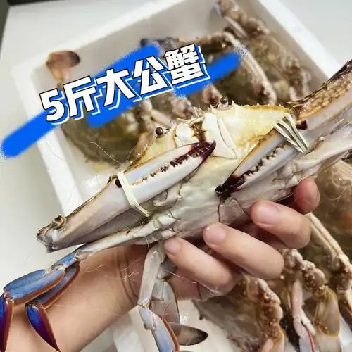 一箱净重5斤的梭子蟹品质直接看图  这个价格怕是去超市只能买3只吧每