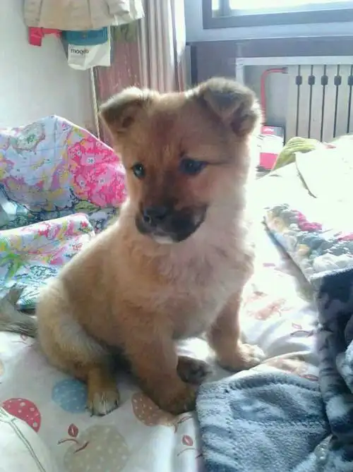 这只小狗的品种是小笨狗吗?