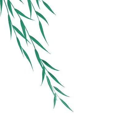 绿色柳树叶子垂柳柳叶png素材元素