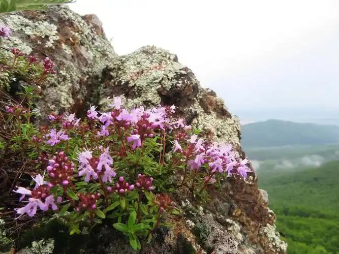 百里香东北野花香气袭人盛开于悬崖峭壁家乡骆驼峰