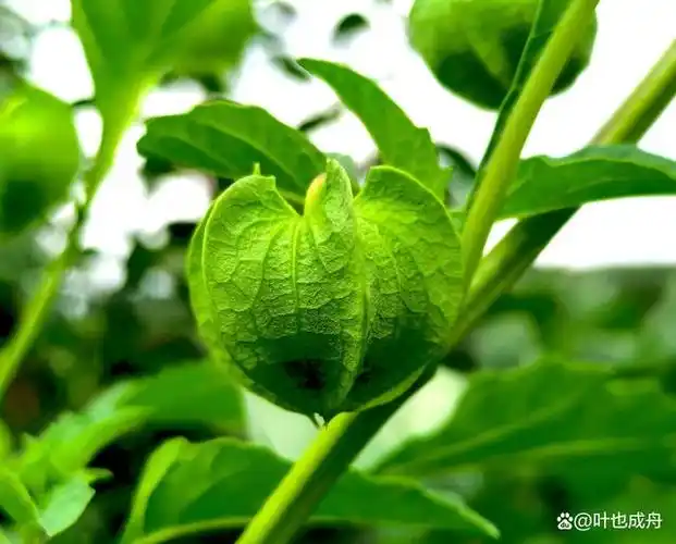 你知道冰粉的原料是假酸浆吗?