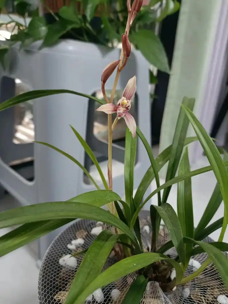 市长红作为建兰老八种之一,是一种来自台湾省的兰花品种,以其叶形优美