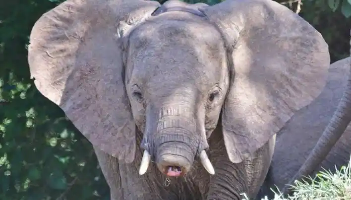 非洲象在河边喝水,被鳄鱼一口咬住象鼻,大象没了鼻子还能活吗?