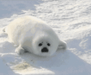 184_152gif 动态图 动图