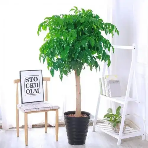 幸福树盆栽客厅大型绿植盆景平安树摇钱树驱蚊植物开业乔迁花卉