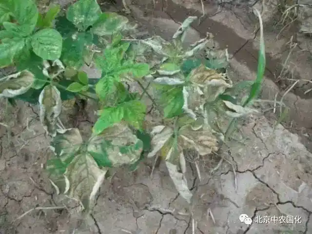 农技| 除草剂药害识别及解决方法大全(内容较多,建议收藏后慢慢看)