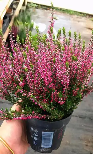 欧美风的"欧石楠",枝条挺拔有精神,开花更具别样美