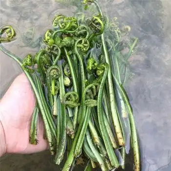 广西桂林特色蔬菜现摘水蕨菜新鲜农家小溪边菜青蕨 1斤(泡沫箱加冰袋)