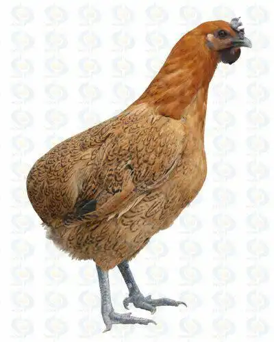 各位老师大家好瓢鸡有人了解吗