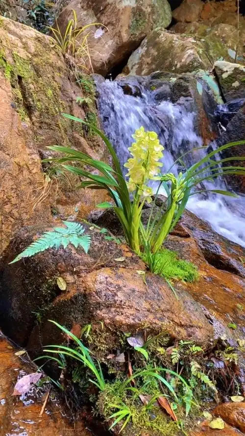 半腰途中见兰花,风吹花香美自然.#花卉绿植 #兰花
