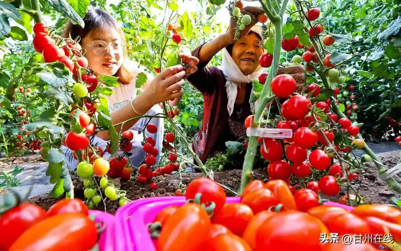 张掖甘州:小小西红柿 铺就乡村振兴路_党寨镇_甘州区_农户