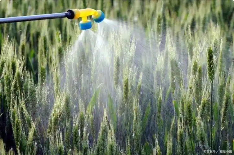 叶面喷施磷酸二氢钾效果很好,为什么加把尿素效果会翻番?