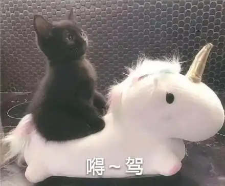 嘚驾(猫咪骑马)_猫咪_骑马表情