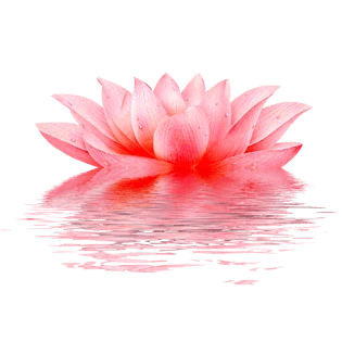 莲花卡通图片大全_莲花卡通图片素材【png免费下载】-90设计网